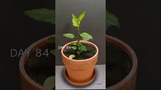 Growing Apple Tree From Seed - 101 Days Time Lapse #amazing #viral #creatorsearchinsights News