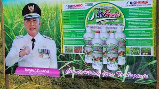 Prosesi Panen Raya Pertama Bersama Bp Bupati Ciamis Dg Penerapan Paket Biohumicrayuciamis4315