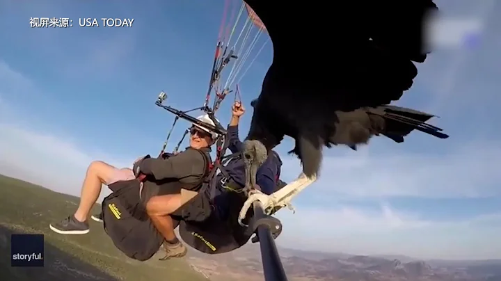 滑翔傘最酷飛行方式 禿鷹陪著一起飛 - 天天要聞