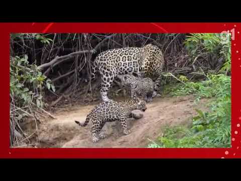 Onça pintada protegendo filhotes em rio do Pantanal de MT