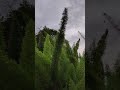 蘆筍武竹Asparagusaethiopicus ティエン・フェイヤン天飛燕文竹解憂森林垂葉武竹결유숲_수양대나무文竹是能够开花的植物种类家中文竹开花代表是吉的好兆头VID20240426175854