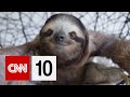 Sloth Facts and Misconceptions