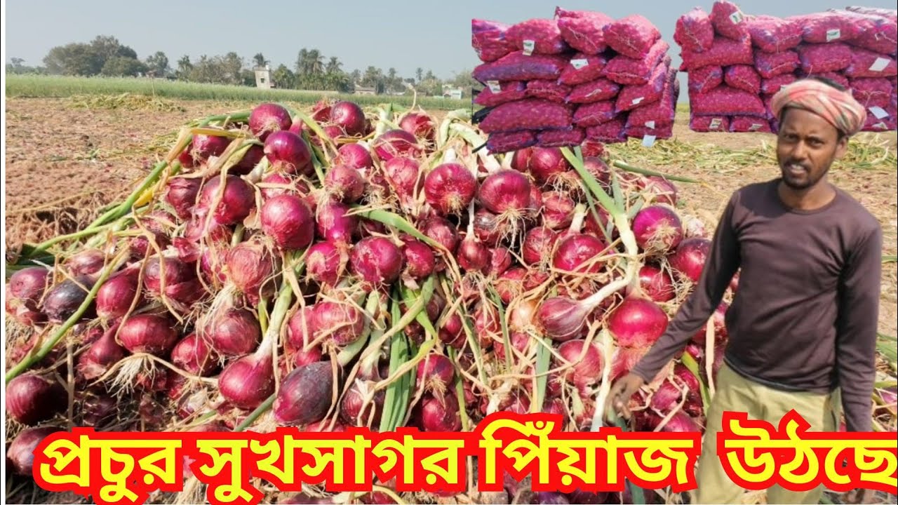 মাঠ থেকে উঠছে প্রাচুর সুখসাগর পেঁয়াজ | এ বছর ফলন ভালো হলেও দাম নেই | কী বলছেন হুগলির পেঁয়াজ চাষিরা