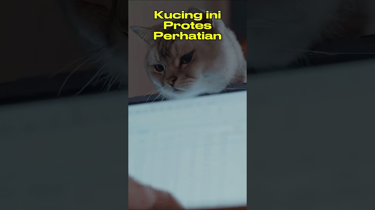 Funny Cats in Front of Laptop