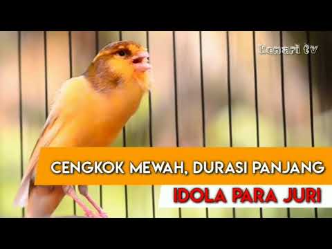 KENARI CENGKOK MEWAH DURASI PANJANG,Masteran paling disukai JURI