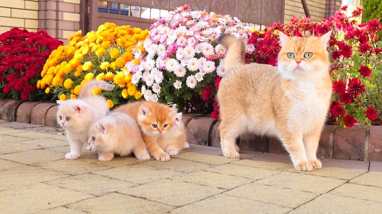 Bassy and kittens say goodbye to autumn 🍁🍂🥰