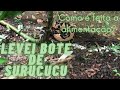 LEVEI BOTE DA SURUCUCU | Alimentação Lachesis muta rhombeata