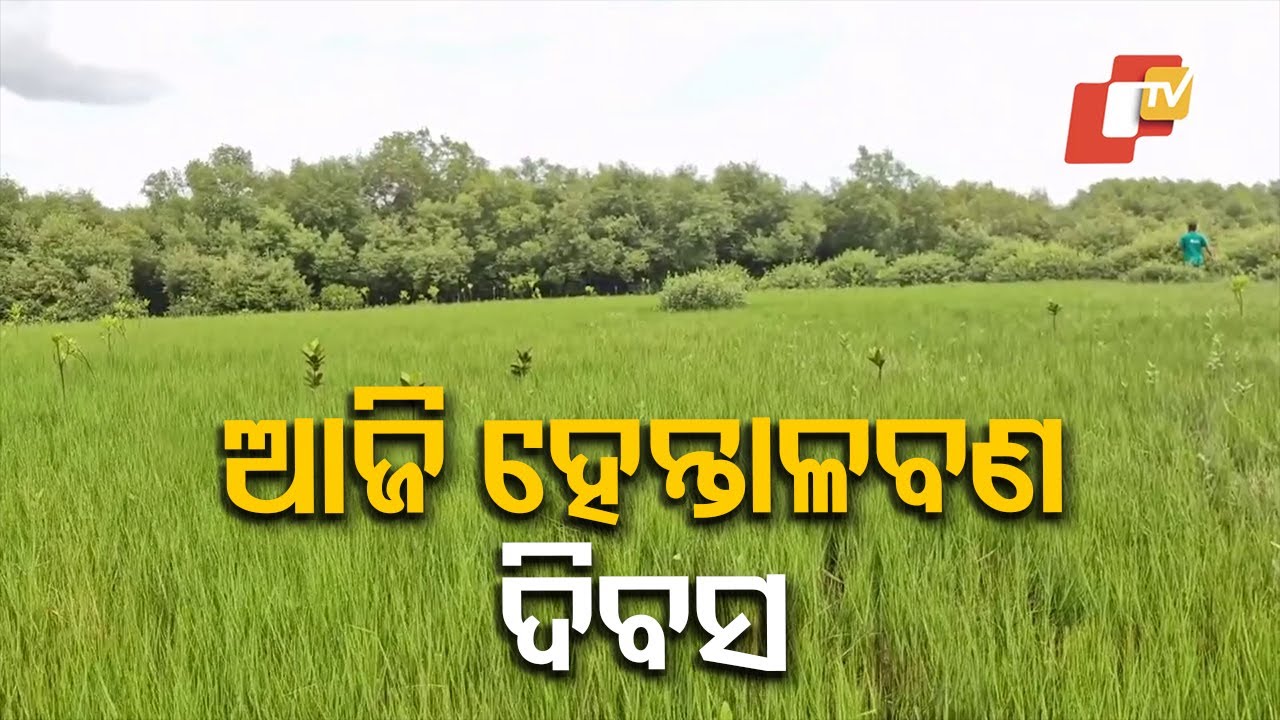 On World Mangrove Day, Coastal Odisha Leads the Way in Building Green Shields