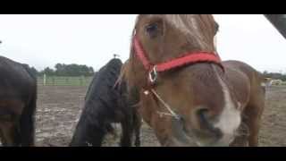 Eighteen horses rescued in Antrim County