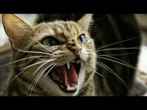 SUARA KUCING MARAH !!!!! - YouTube