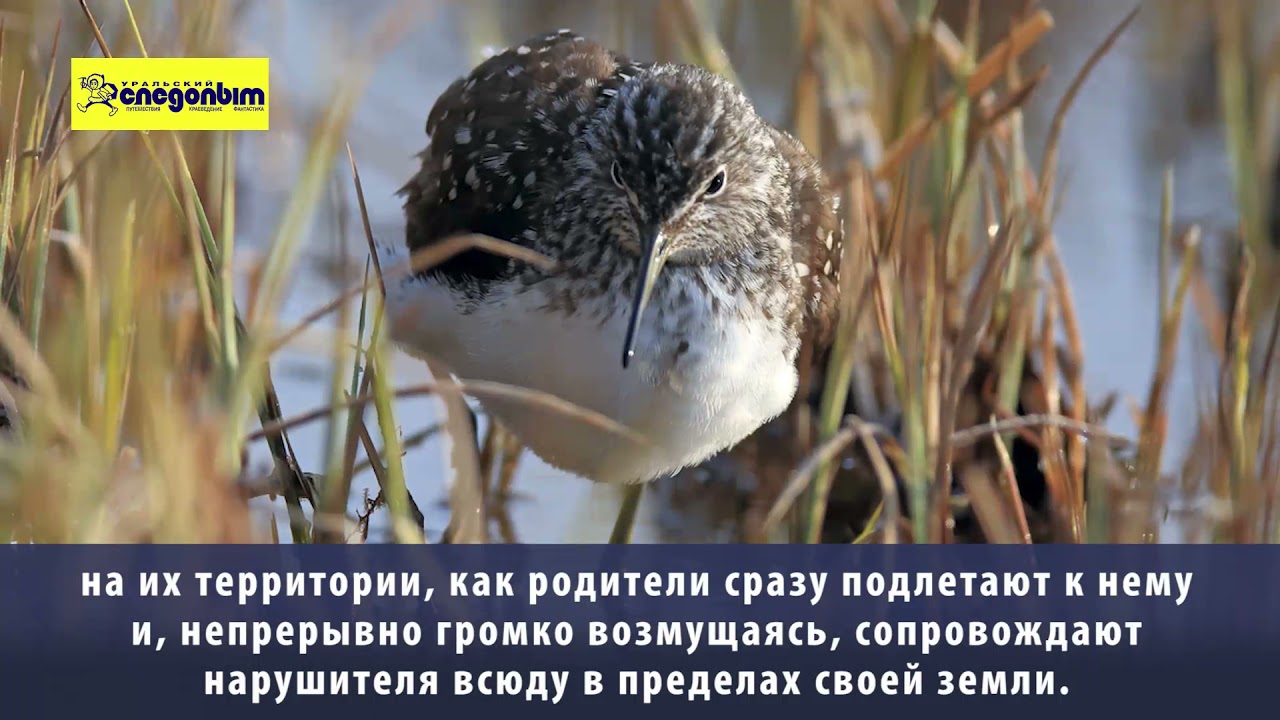 Хрустан, черныш, фифи и другие