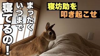 うさぎを寝室に入れると大変なことになる！ #357