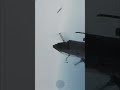 Helicopter Pilot's Intense Tank Encounter: Adrenaline Rush! #shorts