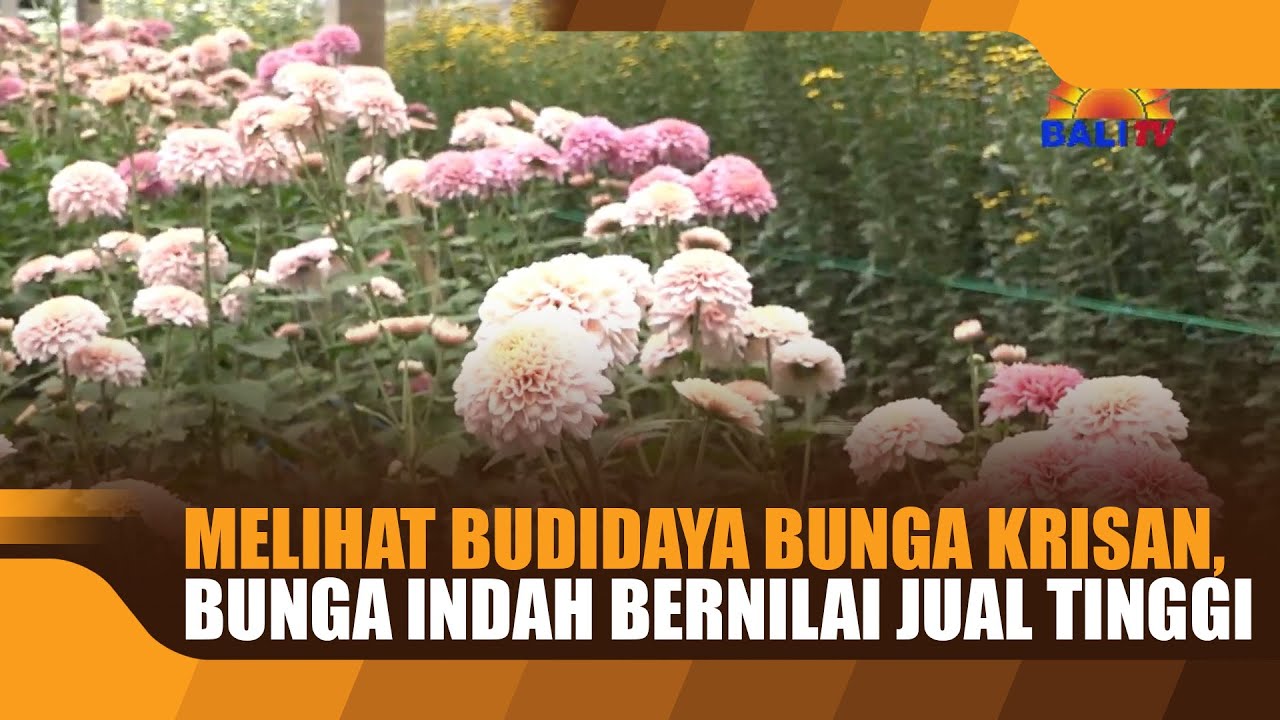 MELIHAT BUDIDAYA BUNGA KRISAN, BUNGA INDAH BERNILAI JUAL TINGGI - YouTube