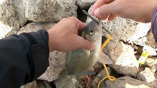 Câu cá White bas đầu mùa,  Whitebass  season 2024 ,#whitebass #fishingfishing #fishing #cauca #câucá by Trantuong49 690 views 3 months ago 21 minutes