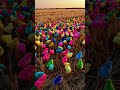 مرغی کے رنگ برنگے خوبصورت بچے Birds Birdsounds Henbabychicks Babychickensounds Babychic