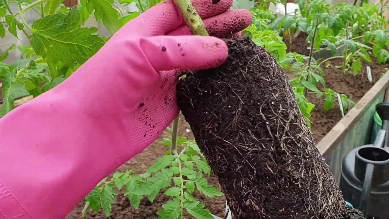 Сажаю томаты в ведро Как нарастить мощную корневую у рассады томатов ...