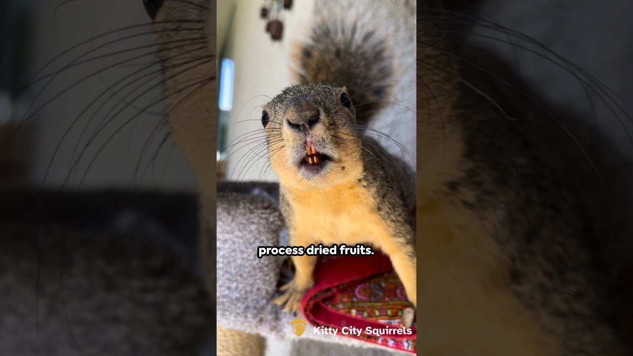 Can squirrels eat raisins? 3 Things to Know #squirrel #raisins  #interestingfacts