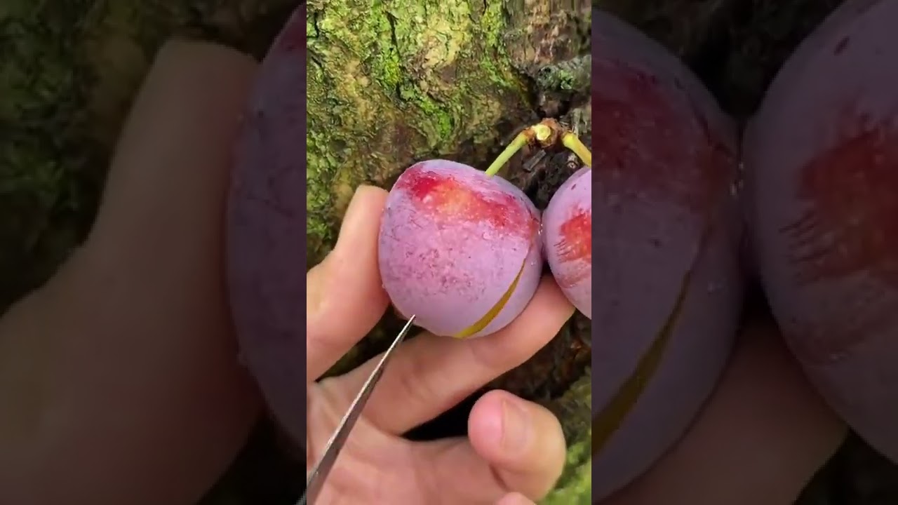 8 second video of fresh fruit short 