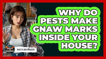 Why Do Pests Make Gnaw Marks Inside Your House? - Insects and Invaders