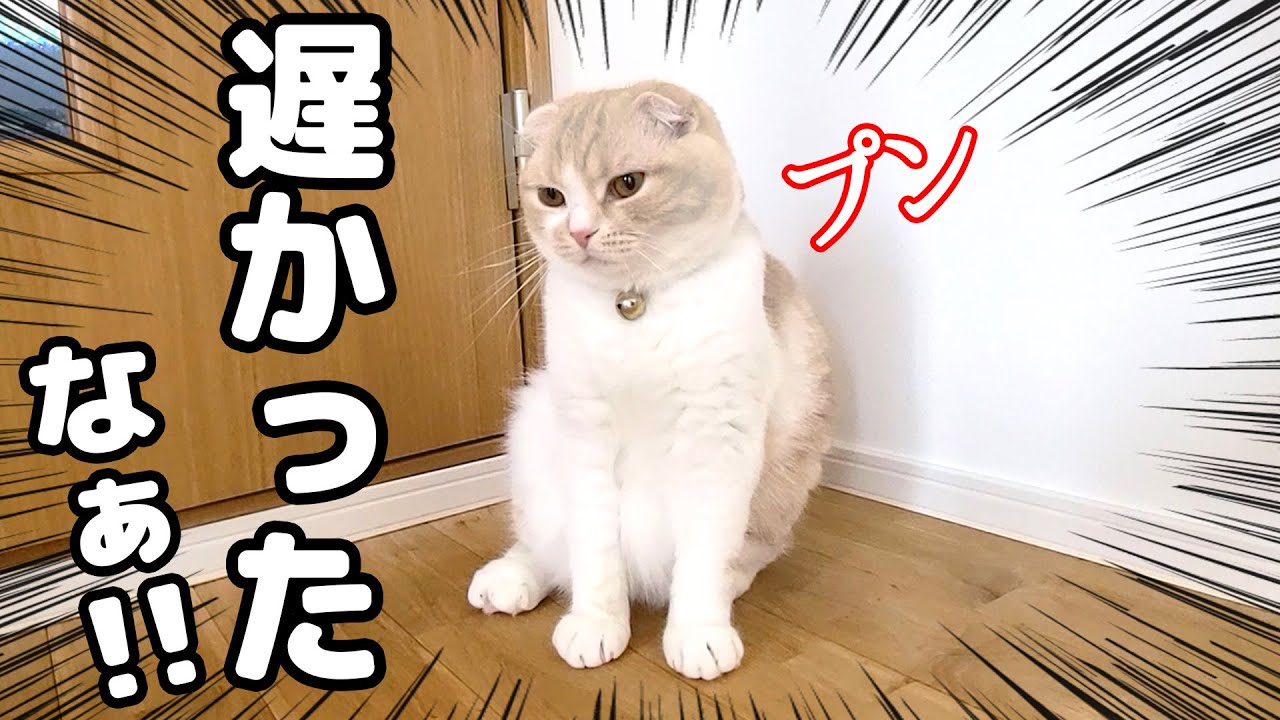 帰宅が遅くなりプンプンになって待ってた子猫が可愛すぎる Youtube