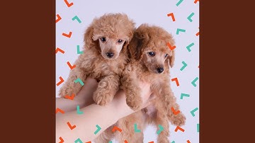 Pulsating Moods for Restless Dogs