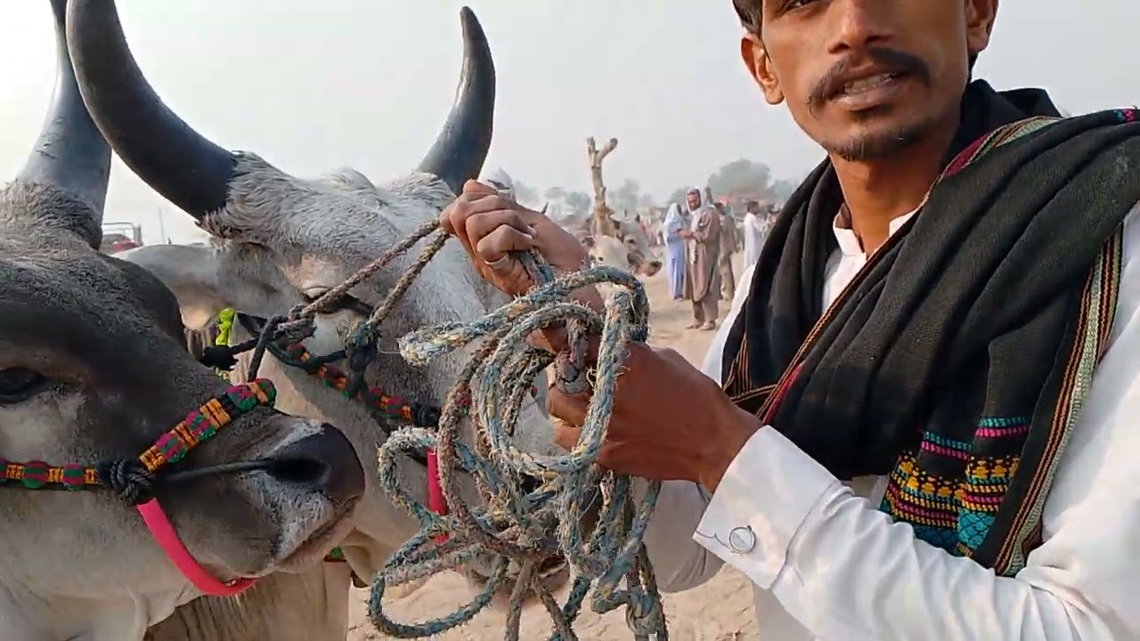 maveshi mundi daur city