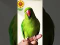 Mithu Mithu parot funny youtube videos #mithu #animation #funny #trending #cartoon