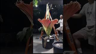 World Largest Flower 🌺 By Wild Adventures