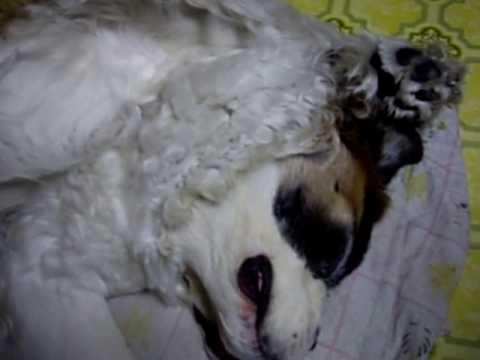 眠たいヨォ