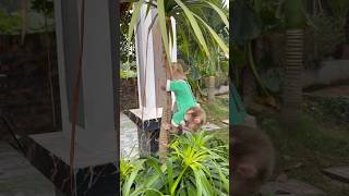 Download Lagu Susu felt annoyed because Nana kept clinging to her everywhere.🤨 MP3