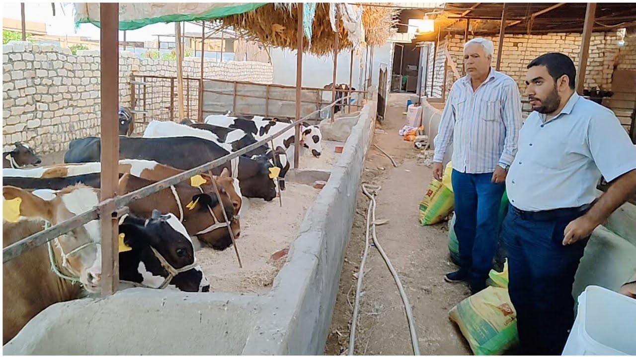 لزيادة إنتاج الحليب في الأبقار بنسبة ١٠٠% مع الدكتور وليد الخبير بالمنظمه العربيه بجامعة الدول