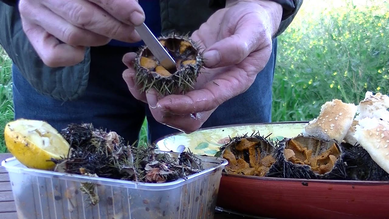 SEA URCHIN 'UNI', 'KINA' Opening and cleaning YouTube