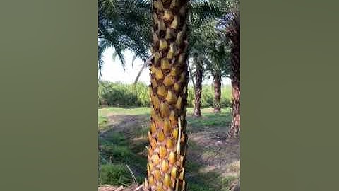 Sylvester Palms Farm Magnificent Specimens/Planted and Guaranteed/Serving Florida for 50 Years