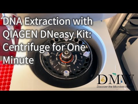 DNA Extraction with QIAGEN DNeasy Kit: Centrifuge for One Minute