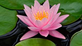 FLOR DE LOTO  -  ( LOTUS FLOWER )