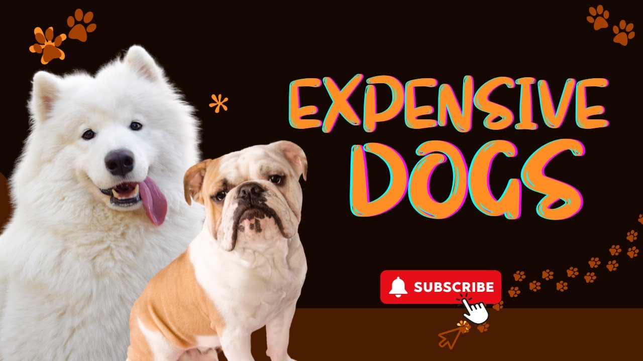 Top Dogs Most Expensive Dogs in the World 🐾🐶 YouTube