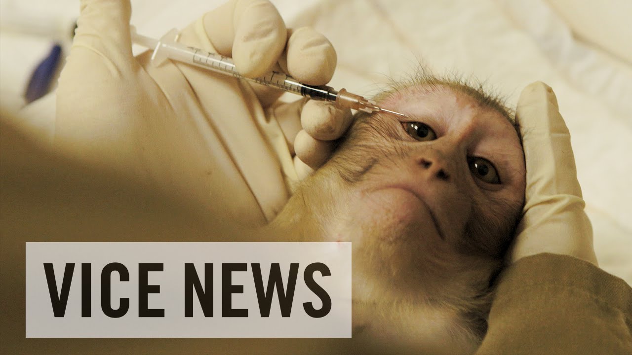 animal testing on monkeys