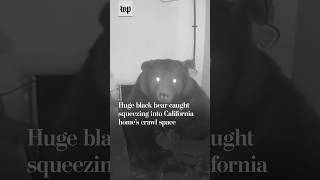 Huge Black Bear Caught Squeezing Into Homes Crawl Space