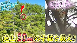 A rescue play of a kitten who can't get down from a tree 20 meters above the ground!