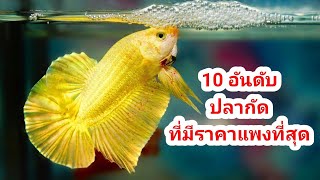 10 อันดับ ปลากัดสวยงาม ที่มีราคาแพงที่สุดใ​นไลฟ์​ประมูลอาจารย์น้อยมาแล้วมาแล้ว