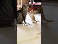 兄猫を説得する子猫が可愛すぎた#shorts