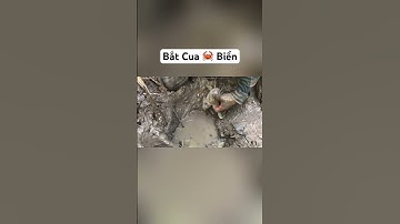 Dụ Cho Con Cua Biển Này CẮN Cây Cù Móc Để Kéo Lên Khỏi Hang Sâu #shorts #hunting #sanbat