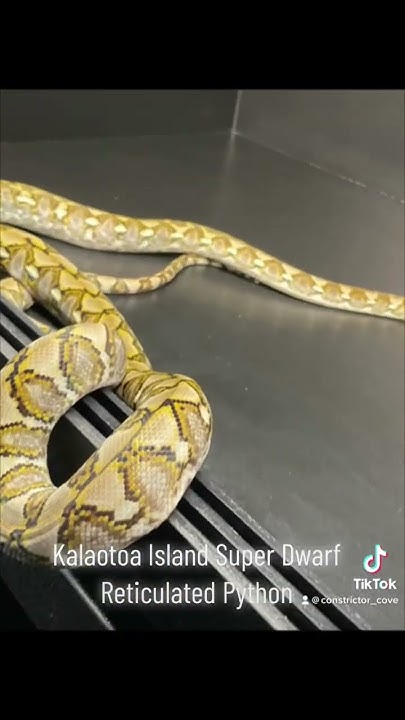 Kalaotoa Island Super Dwarf Reticulated Python - YouTube