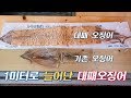 50Cm에서 1미터로 늘어나는 대패오징어, 속초 동명항 동해안 오징어, 100Cm Dried squid, Pressed squid, Korean Street Food