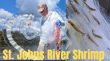 Great Time Catching Shrimp