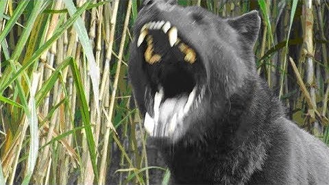 Tứ Đại Danh Khuyển Việt Nam P1 - Chó H