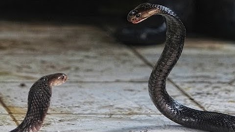 Chuyện tâm linh có thật - Sự thật về cặp “rắn thần” ngày đêm canh giữ cây thị ngàn tuổi