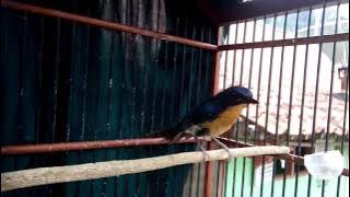 TLEDEKAN GUNUNG KALIMANTAN GACOR YANG SEDANG VIRAL