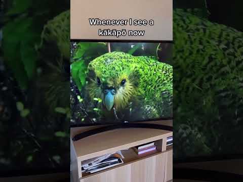 Video: Millised kakapod välja näevad?